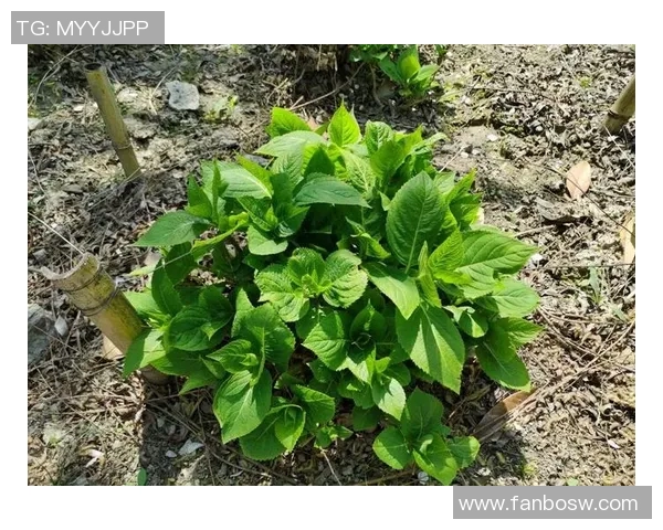 花卉种植技巧与养护方法全面指南 提升园艺爱好者的种植水平